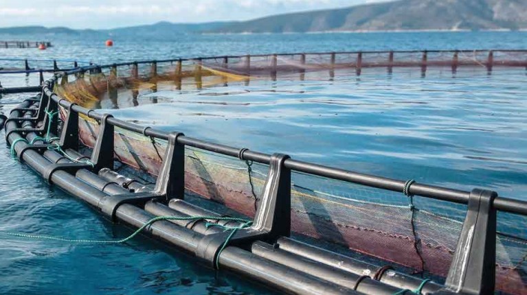 landingpagefishfarming_fishfarm_rgb_1200x675px