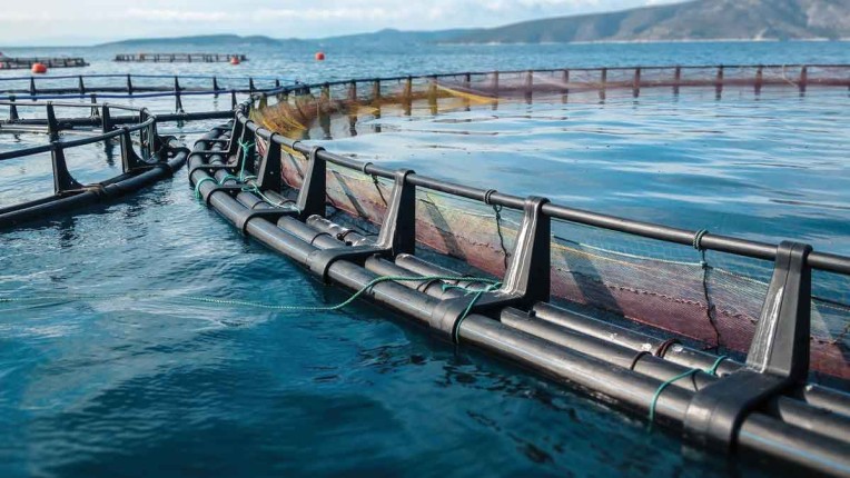 Fish farm pens in coastal waters