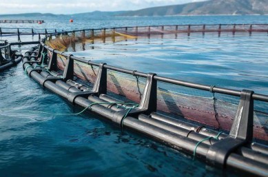 landingpagefishfarming_fishfarm_rgb_1200x675px