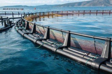 landingpagefishfarming_fishfarm_rgb_1200x675px_1