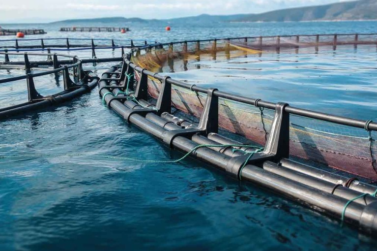 landingpagefishfarming_fishfarm_rgb_1200x675px