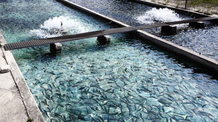 landingpagefishfarming_fishinwater_rgb_1200x675px