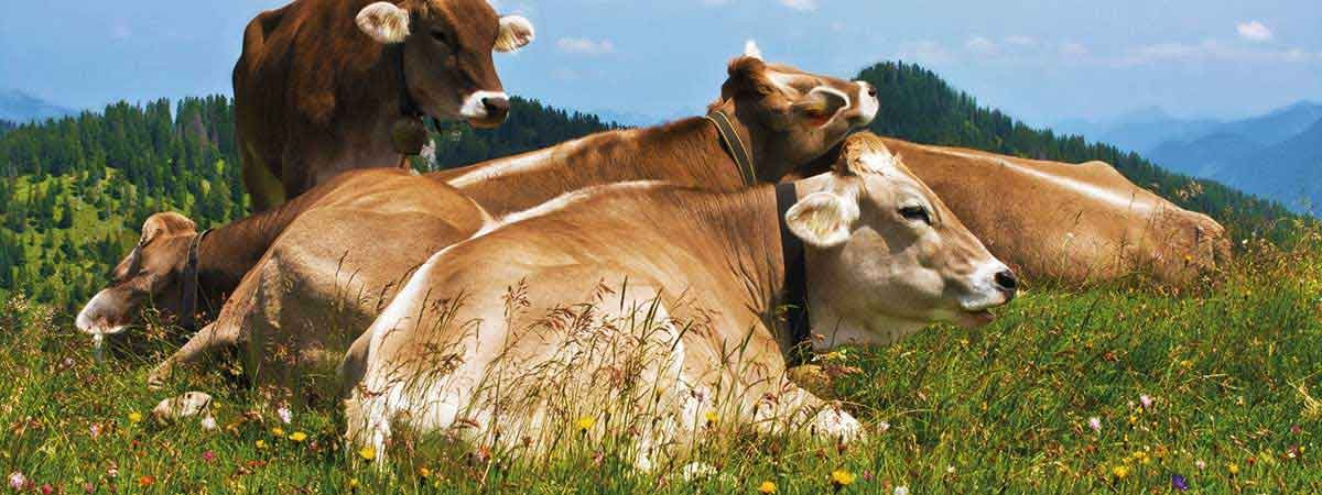 milking