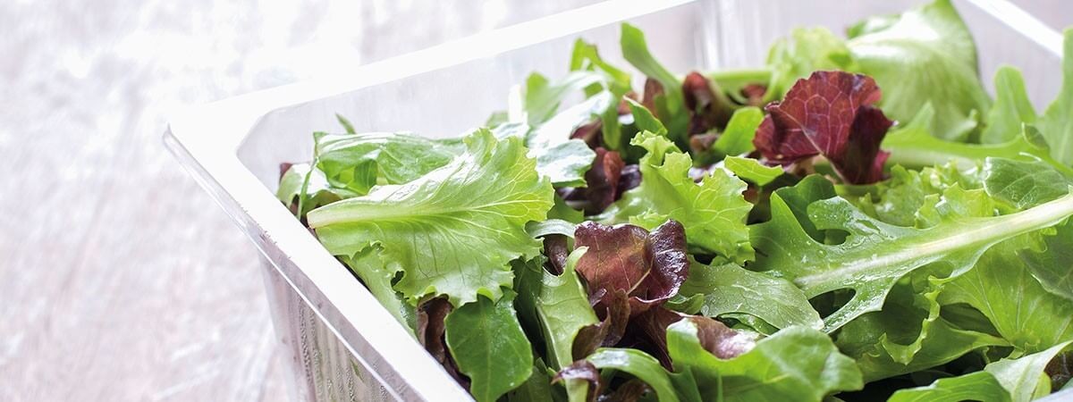 Răcirea prealabilă a salatei verzi în mod fiabil, datorită tehnologiei vidului de ultimă oră