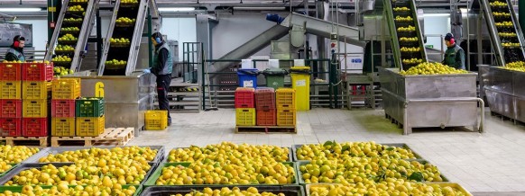 Högkvalitativa essentiella oljor och essenser tack vare vakuumdestillering